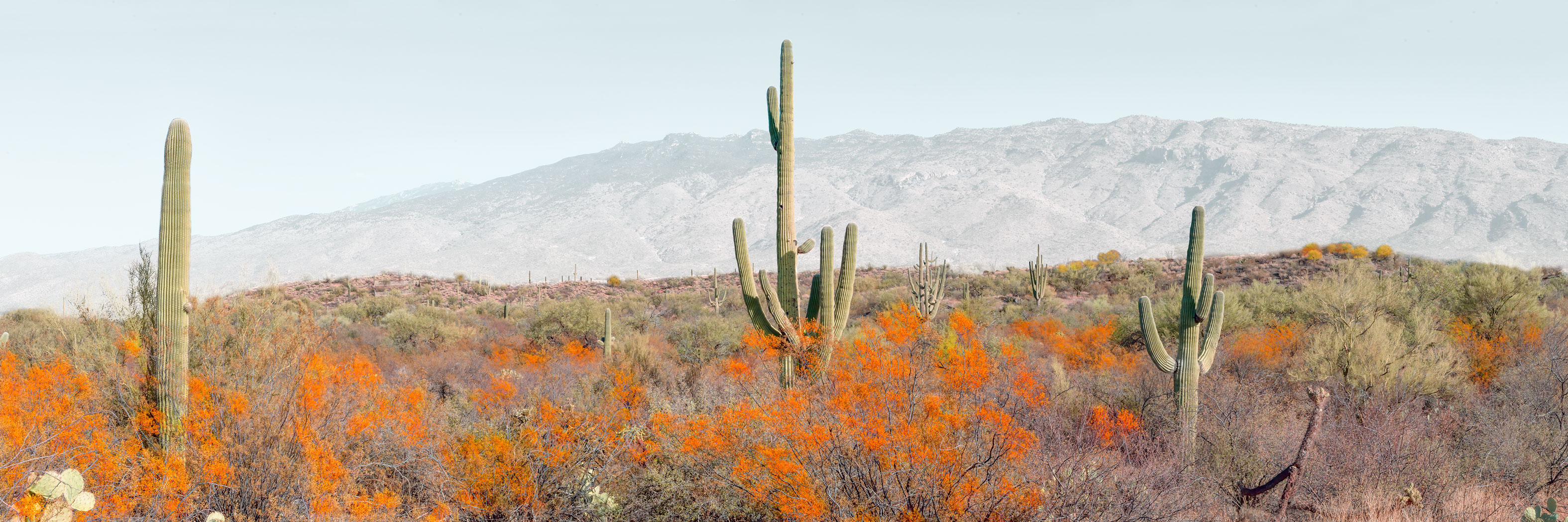 Saguaro National Park