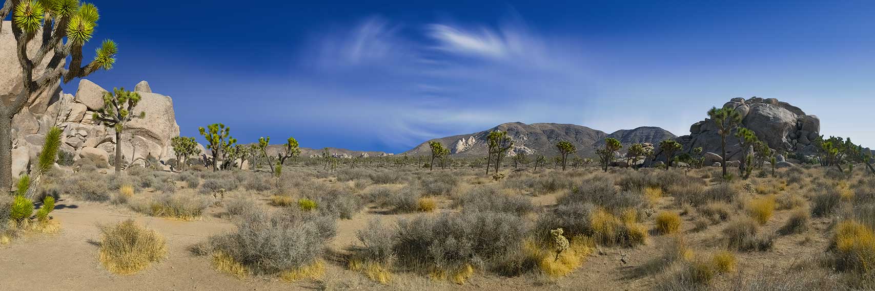 The Creator's Canvas No 17 - Joshua Tree National Park